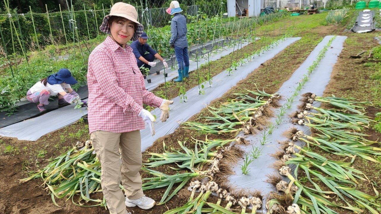 ジャンボニンニクの収穫